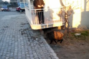Malatya'da a&ccedil; kalan domuz şehre indi