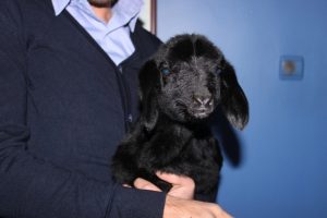 Yetim kuzu 'anne' diye bağırıyor