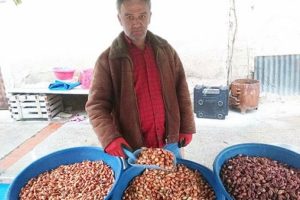 Tohumluk kuru soğanın fiyatı d&uuml;şt&uuml;