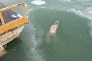 Balık&ccedil;ılar k&ouml;peği donmuş halde buldu!
