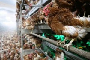 &Uuml;lkenin orta kısmında vir&uuml;s alarmı! Ticaret durdu