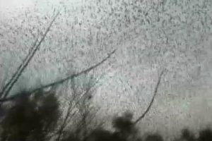 Kuşların deprem b&ouml;lgesinden ka&ccedil;ışı b&ouml;yle g&ouml;r&uuml;nt&uuml;lendi