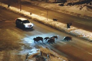 Tunceli'de domuzlar karayoluna indi