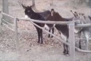 Eşek deyip ge&ccedil;me...