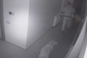 &Ouml;nce k&ouml;peği sevdi, sonra hırsızlık yaptı