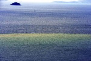 Bodrum'da denizin rengi kahverengi oldu