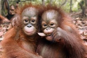 Dillerin evrimini orangutanlar a&ccedil;ıklayabilir