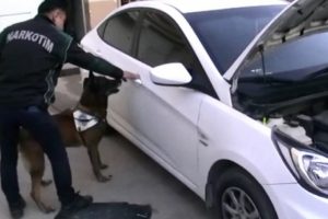 Bursa'da narkotik k&ouml;peği Alfa uyuşturucuyu işte b&ouml;yle buldu