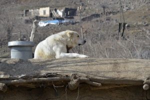 Boynuna ip dolanan k&ouml;pek kurtarıldı