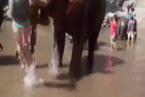 Fil, turist kadını b&ouml;yle fırlattı