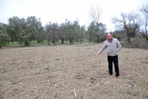 Bursa'da bu tarlalara k&ouml;stebek değil hırsız dadandı