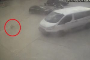 Ara&ccedil;la yavru k&ouml;pekleri ezdi