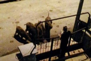 Domuzlardan kurtulmak i&ccedil;in &ccedil;areyi bunda buldular!
