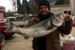 Sahilde gezerken 12 kiloluk levrek yakaladı