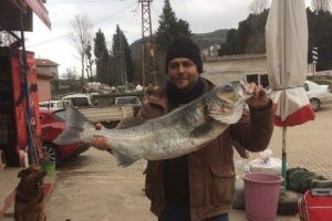 11 kiloluk levrek g&ouml;renleri şaşırttı
