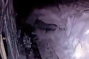 A&ccedil; kalan kurtlar k&ouml;peği par&ccedil;aladı