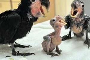 5 asgari &uuml;cret fiyatında papağan