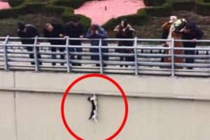 Mahsur kalan kedi 5 metreden aşağı d&uuml;şt&uuml;