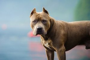 ABD'de mastiff dehşeti