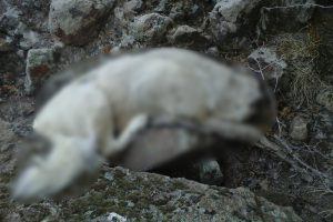 Afyonkarahisar'da &ccedil;ok sayıda k&ouml;peğin zehirlendiği iddia edildi