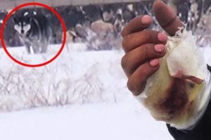 Kurtlara silah &ccedil;ekti, kendini vurdu