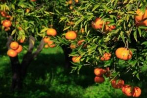 Bodrum mandalinası kozmetik sanayine girecek
