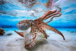 'Dans eden ahtapot' yılın su altı fotoğrafı se&ccedil;ildi