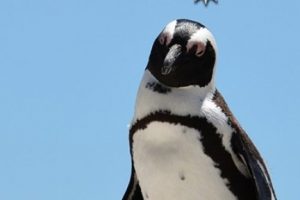 Hayvanat bah&ccedil;esinden penguen &ccedil;aldılar