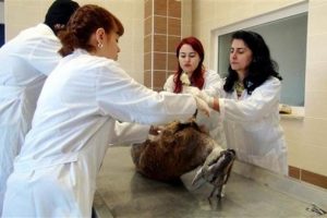 Dağ ke&ccedil;ilerinin &ouml;l&uuml;m nedeni belli oldu