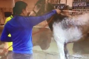 Oto yıkama yerinde at yıkadılar
