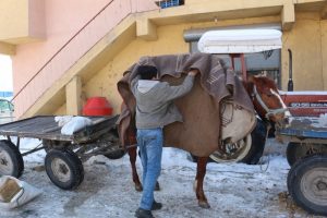 Atları battaniyelere sararak koruyorlar