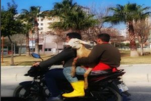 Adana'da motosiklete koyunla bindiler!