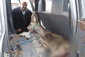 K&ouml;peklerin saldırısına uğrayan karaca tedavi ediliyor