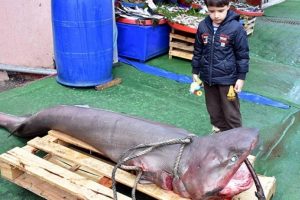 Marmara'da 3 metrelik k&ouml;pek balığı yakalandı