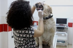 Evcil hayvanlarda erken yaştaki diş kayıplarına dikkat edin