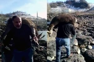 Denize d&uuml;şen karacayı kurtarıp sırtında taşıdı