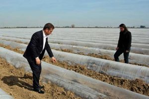 Soğuk hava karpuz fidelerini kuruttu