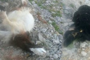 Bursa'da s&uuml;r&uuml;ye saldıran kurtlar 15 ke&ccedil;iyi telef etti