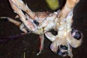 Niğde'de doğan &ccedil;ift başlı, &ccedil;ift kuyruklu ve 6 ayaklı kuzu 2 dakika yaşayabildi
