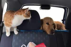 Pascal ve P&uuml;sk&uuml;l'&uuml;n dostluğu  g&ouml;renleri şaşırtıyor!