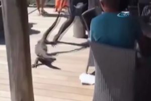 Dev kertenkeleyi k&ouml;pek sanan garson g&ouml;renleri şaşkına &ccedil;evirdi