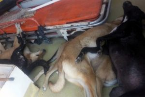 Adana'da k&ouml;pek katliamı!
