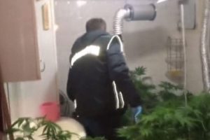 K&uuml;vette uyuşturucu yetiştiren şahıs yakalandı