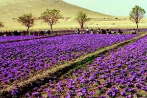 "Muzice" bitki safran daha &ccedil;ok &uuml;retilecek