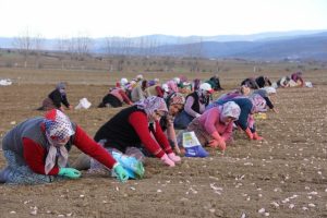 'Beyaz altın'ın ekimi başladı