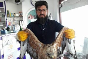 Konya'da u&ccedil;amayan kartala yardım eli