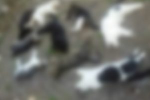 Antalya'da kedi katliamı