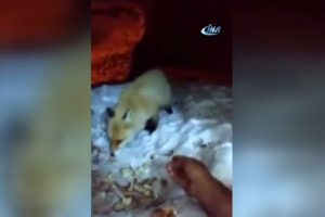 A&ccedil; kalan tilkiyi eliyle besledi