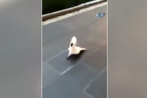 Bu papağan havlıyor