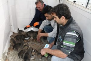 Bursa'da şantiyede doğan 10 yavru k&ouml;peğe iş&ccedil;iler sahip &ccedil;ıktı